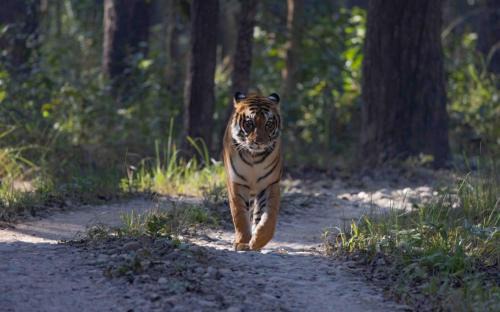 Bardia House | Family house - Bardia National Park