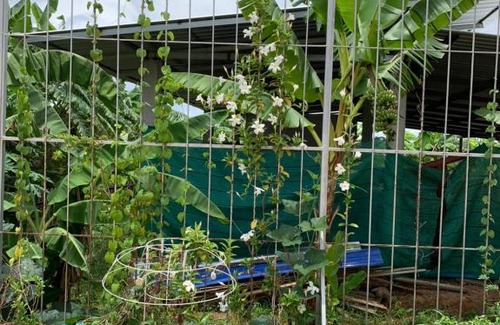 Nang Lae House | Family Vacation Chiangrai