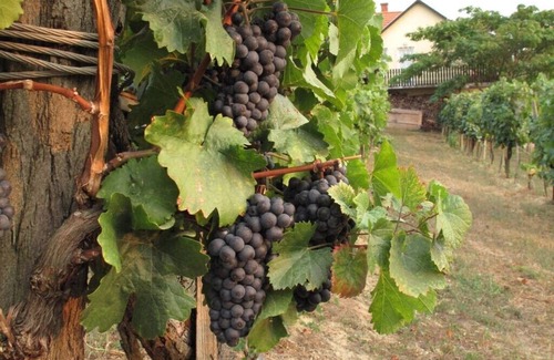 Koroshegy House | Family winery fantastic with lake view