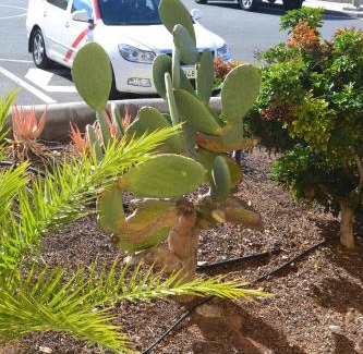 Maspalomas House | Fano's House - Habitaciones en vivienda particular