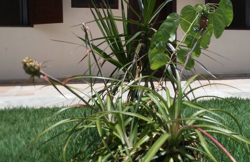 Pirenopolis Cottage | Farm for season.