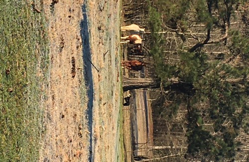 Claiborne Parish House | Farm home with horses and cattle on site.