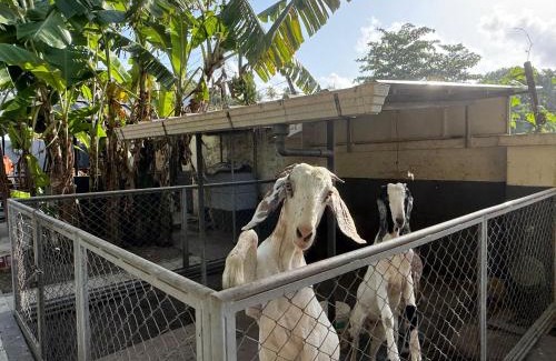 Kollam House | Farm House