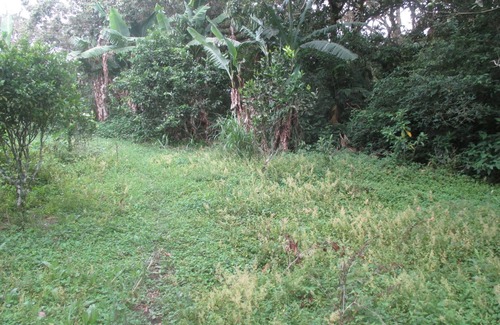 Concepcion RV Rental | Farm in heredia with tons of forest and great hikes