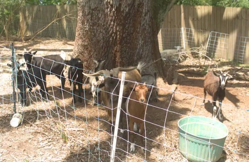 Loxley House | Farm life near the coast!