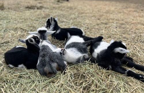 San Marcos House | Farm Retreat with Jacuzzi, Fire Pit, Mini Goats, Mini Ponies and Mini Cows