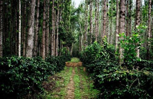 Kalasa House | Farm stay in Kalasa