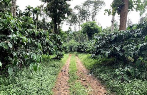 Kalasa House | Farm stay in Kalasa