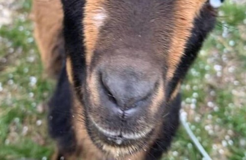 Perth Other | Farm Stay with GOATS 1850 Log Home