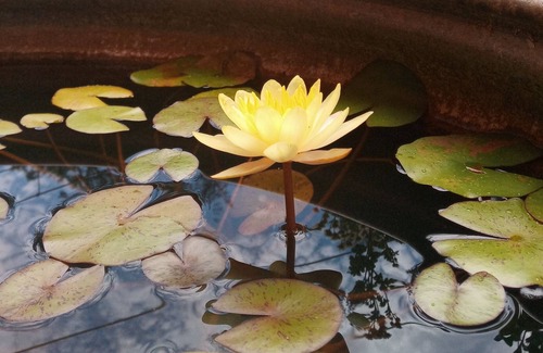 Georgetown Other | Farmhouse w/yoga studio, 1 acre pond, gigantic labyrinth, multiple hiking trails