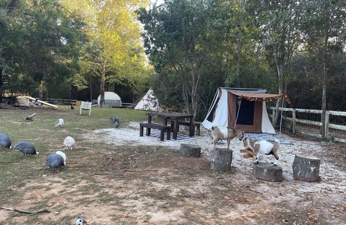 Tallahassee RV Rental | Farmstay Glamping AGRItourism retreat-HERSHEYS HUT-cows, chicks, goat, minihorse