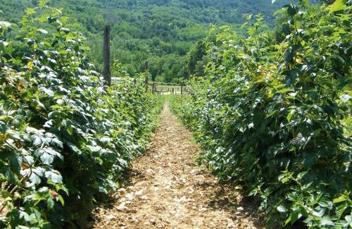 Cavalletto House | Fattoria Antica Forconia