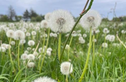 Hattstedt Apartment | Ferienhaus Feldgeflüster