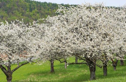 Mistelgau House | Ferienhaus Holunderweg an der Theme Obernsees mit Sauna