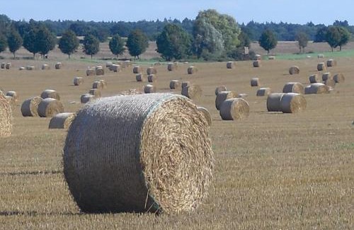 Tessin Apartment | Ferienhaus Mika