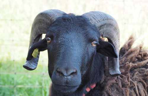 Preunschen Apartment | Ferienhof Sennert