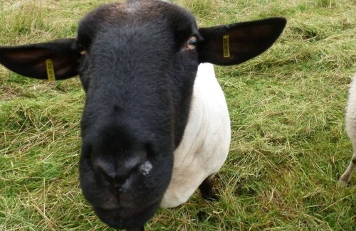 Stadland Apartment | Ferienwohnung/app. für 5 Gäste mit 80m² in Stadland/süderschwei