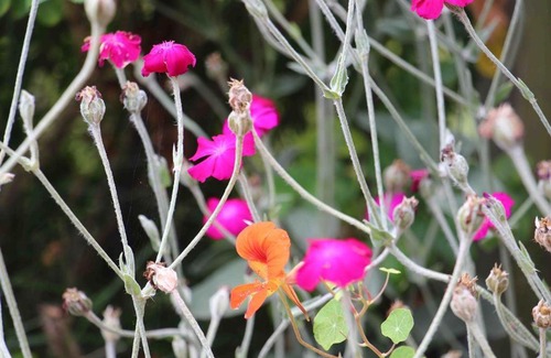 Garding Apartment | Ferienwohnung Bähre