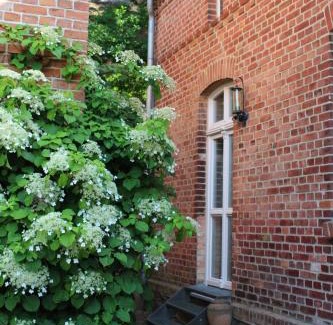 Muritz Apartment | Ferienwohnung Buchholz