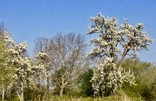 Patzig Apartment | Ferienwohnung in Patzig auf Rügen