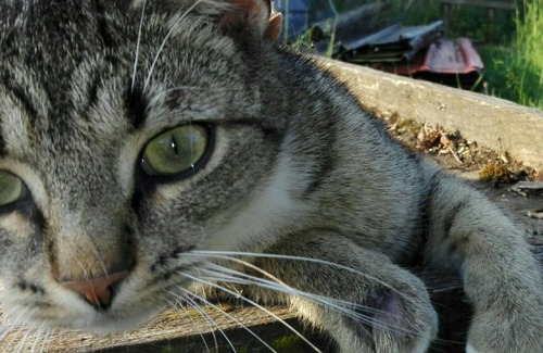 Schwirzheim Apartment | Ferienwohnung Knoofs