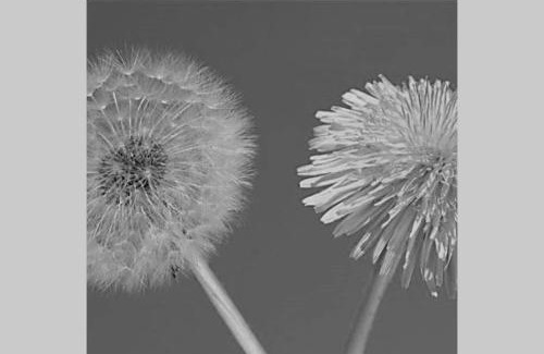 Vettweiß Apartment | Ferienwohnung Löwenzahn Müddersheim Vettweiß