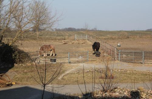 Steinhoefel Apartment | Ferienwohnung Pusteblume