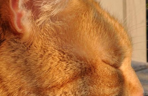 Mechernich Apartment | Ferienwohnung Roter Kater am Nationalpark Eifel