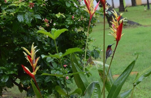 Majorda Apartment | Fern Holly a quiet place for Ayurveda,Yoga ,Meditation