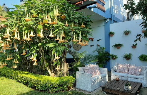 Sommerschield Bed & Breakfast | FIGTREE GUESTHOUSE