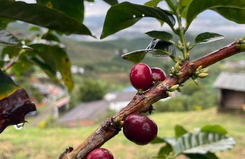 Chinchina House | Finca Cafetera Hostal El Cerrito