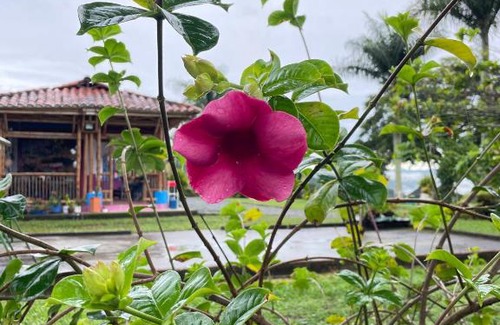 Chinchina House | Finca Cafetera Hostal El Cerrito