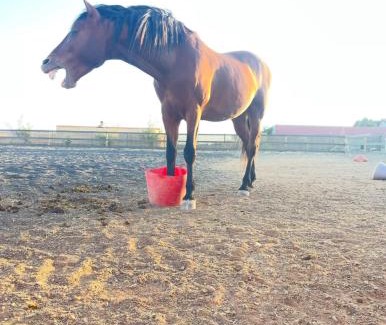 Tuineje House | Finca El Relincho del Alma