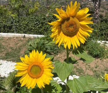 Alhaurin el Grande House | Finca Paraiso Escondido Alhaurin el Grande