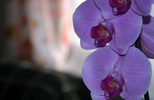 Nusle Apartment | Flower - modern apartment in the center of Prague (Nusle) with art exhibition