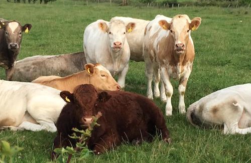Wigtown Bed & Breakfast | Fordbank House