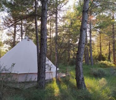 Naves Other | Forest Days
