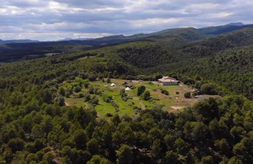 Naves Other | Forest Days