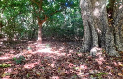 Polonnaruwa House | Forest eco view