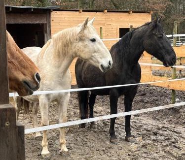 Wonsheim House | Forsthäuschen am Ponyhof