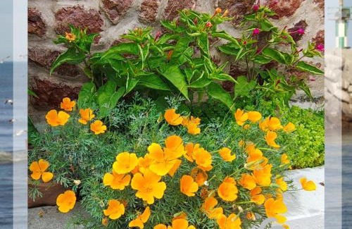 Playa Union Bed & Breakfast | Frida del Mar