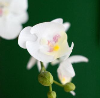 Dersdorf Apartment | Friendly Home - Einzelappartement "Grow" Köln Bonn Phantasialand