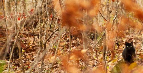 Greeneville House | Fully Furnished Cabin Rental with Fire Pit near Cherokee National Forest