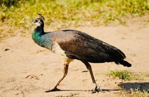 Udawalawa House | Gajaa Corido Safari Homestay
