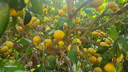 Alojera Ski Chalet | Galeón Ossorio Vistas Panoramicas