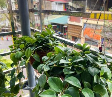 Hang Bo House | Garden Balcony Room In Old Quarter Netflix Free Washer Dryer