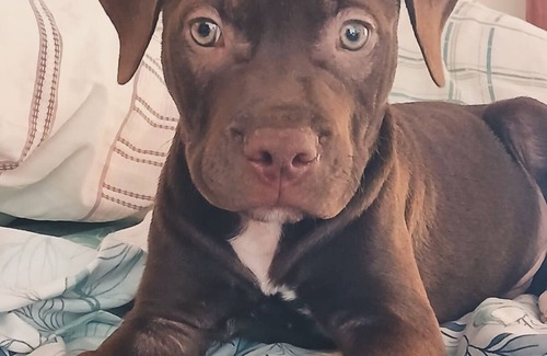 Guaruja House | Garden House - Seafront - Praia Branca