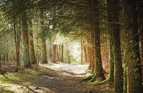 North York Moors National Park Cabin | 1 bedroom accommodation in Cropton, Pickering