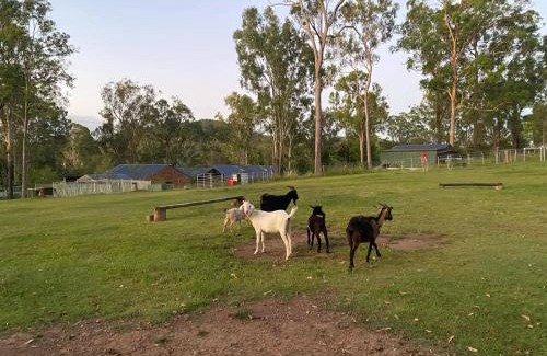 Tamborine House | Gemmas Animal Farm by Tiny Away