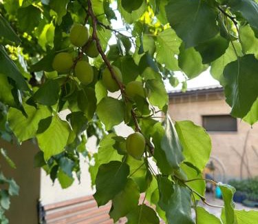 Yerevan House | General guesthouse